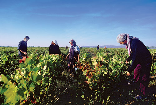 波爾多(Bordeaux)產(chǎn)區(qū)