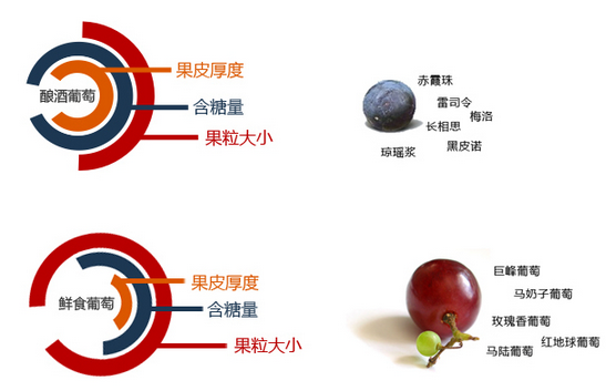 釀酒葡萄與非釀酒葡萄的區(qū)別