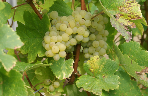 薩瓦涅（Savagnin）