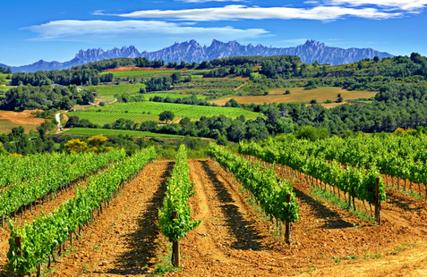 佩內(nèi)德斯（Penedes）