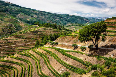 杜羅河谷The Douro Valley