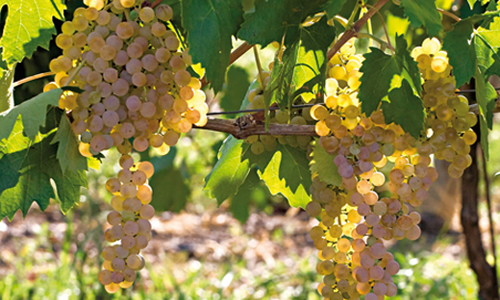 卡爾卡耐卡（Garganega）