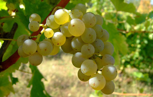 長(zhǎng)相思(Sauvignon Blanc)