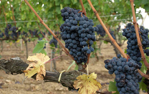 布魯奈羅（Brunello）