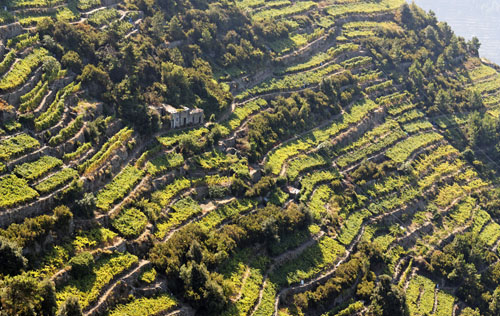 利古利亞產(chǎn)區(qū)（Liguria）