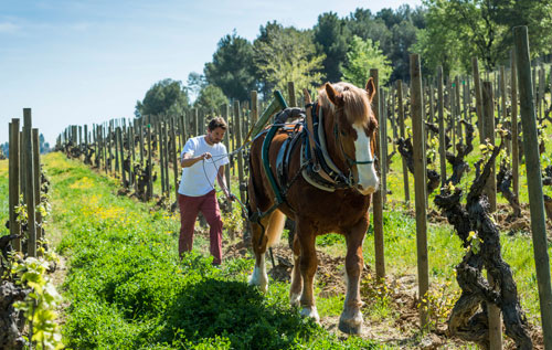 生物動(dòng)力學(xué)葡萄酒（Biodynamic Wines）