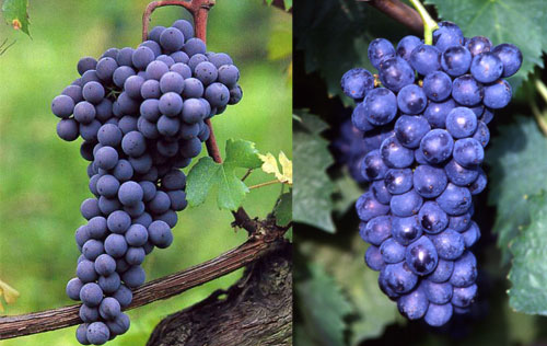 內(nèi)比奧羅（Nebbiolo）和桑嬌維塞（Sangiovese）