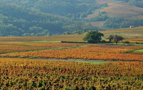 博若萊產(chǎn)區(qū)（Beaujolais）葡萄園