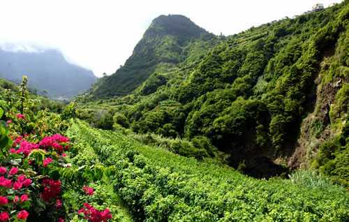 馬德拉產(chǎn)區(qū)（Madeira）