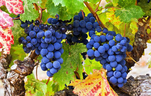 品麗珠（Cabernet Franc）