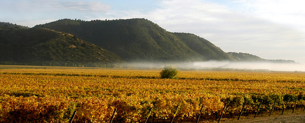 庫里科山谷（Curico Valley）