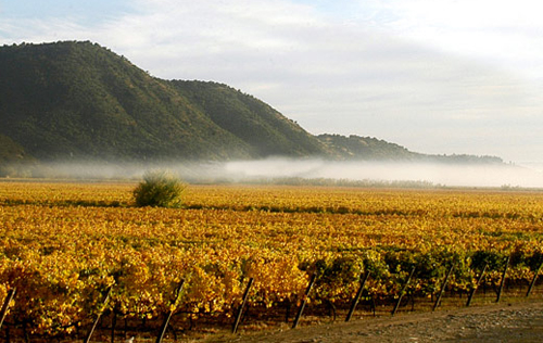 庫里科谷產(chǎn)區(qū)（Curico Valley）